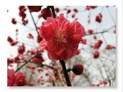 -白塘生态植物园