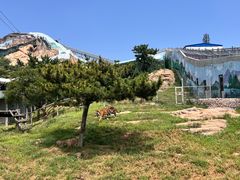 -西霞口神雕山野生动物世界