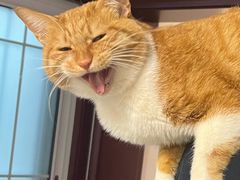 -贝康宠物医院·犬猫全科·小动物特色诊疗中心(东环路店)