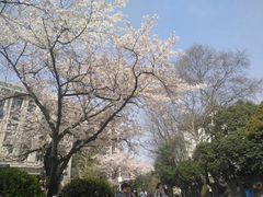 -武汉大学-樱园