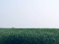 -白洋淀景区