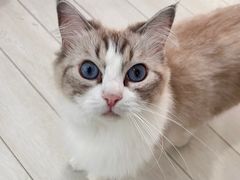 -喵的天空名猫咖啡馆·撸猫·猫舍·用品