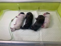 -美联众合宠物医院·爱萌分院·内外科·猫科中心