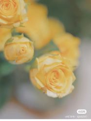 -海茱雅科技健康美容