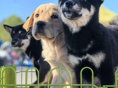 -中环花鸟鱼虫市场