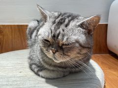 -有猫主题·治愈系猫咖(曾厝垵店)