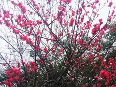 -重庆彩云湖湿地公园
