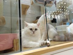 -momokira米努特·德文卷毛猫·棉花面纱犬