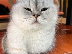 -豆逗聊愈猫阁Easy Life