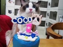 -东方名猫馆·英短金渐层布偶猫舍(环线广场1号楼店)