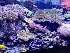 -西雅图水族馆