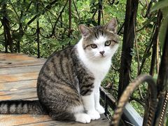 -喵屿·大理花园猫咖