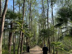 -合肥滨湖国家森林公园