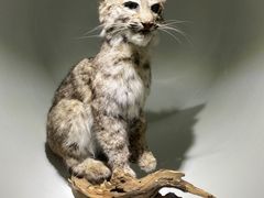 -陕西自然博物馆