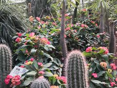 -呀路古热带植物园