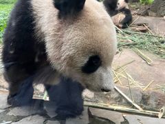 -都江堰中华大熊猫苑