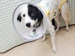 -爱侣宠医·鹦鹉专科·小型哺乳类·异宠专科(灵石路店)