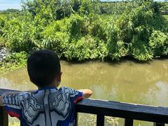 -樂桃源奉贤黄桃种植采摘基地