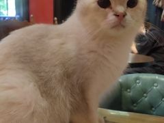 -猫色咖啡·猫咖