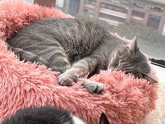-Catmate·猫肥家润(金润铂宫店)