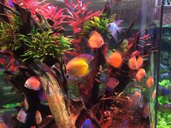 -迪拜水族馆及水下动物园