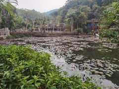 -野象谷景区