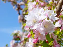 -海棠花溪(元大都城垣遗址公园)
