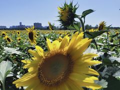 -汉长安城未央宫国家考古遗址公园