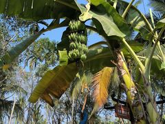 -西双版纳傣族园