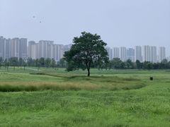 -渭河城市绿地运动公园