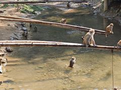 -西双版纳原始森林公园