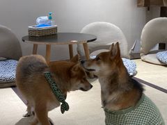 -逗柴咖啡屋·狗咖猫咖宠物桌游