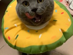 -凯特喵百思猫专科医院