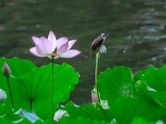 -荔湾湖公园