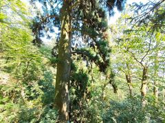 -天目山大树王景区