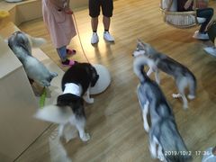 -Husky Go! 哈士奇体验馆·宠物咖啡厅狗咖