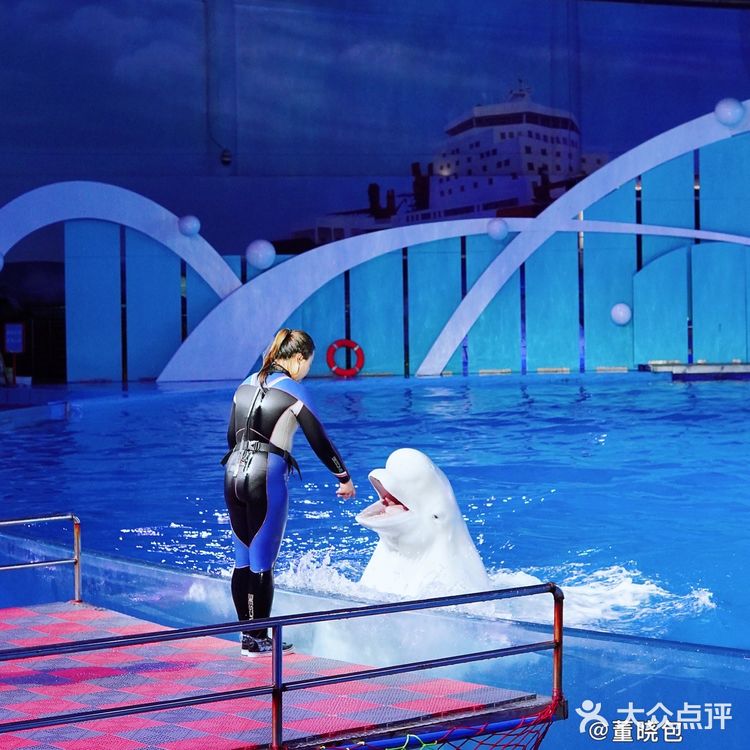 来青岛和海洋动物亲密接触|海昌极地海洋公园更好玩