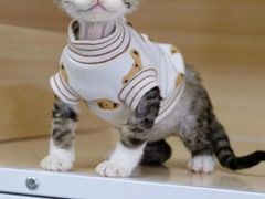 -Bastet sally猫舍购宠(静安店)