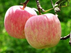 -Apple 零售店(Canton Road)