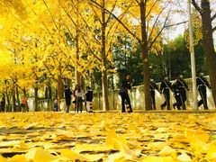 -三里屯东五街银杏大道