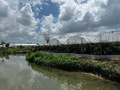 -马陆小张葡萄园农家乐