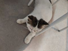 -御宝贝·A梦猫科宠物医院(国际猫友好医院)