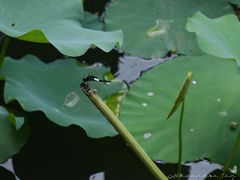 -荔湾湖公园
