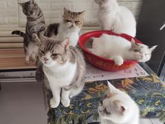 -平行世界·猫咖(首经贸店)