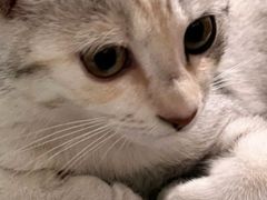-宠颐生宠物医院·异宠猫科内科·诊疗中心宠巢店