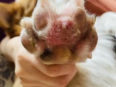 -宠颐生动物医院·心脏科·保险定点(锦阳分院)