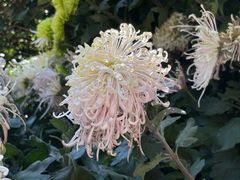 -杭州植物园