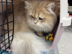 -四月宠物医院·猫专科·心脏专科·内科(转塘店)