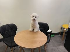 -小尾巴宠物店(万科·金域华庭店)