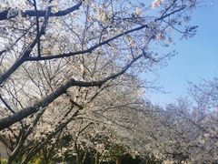 -苏州上方山国家森林公园